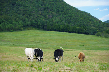 Fototapeta na wymiar 青空の下　昼間の牧場の牛