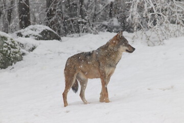 Naklejka na ściany i meble lone wolf under the snow