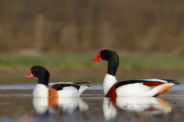 Common shelduck. Bird in breeding plumage. Tadorna tadorna
