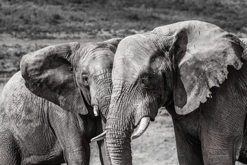 Fototapeta premium Elephants