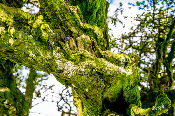 Old tree covered in moss on Exmoor