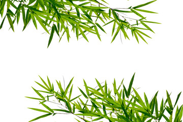 Naklejka premium Branches of bamboo tree isolated on white background
