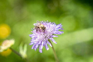 honey bee at work