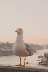 Seagull on the pier with a sunset