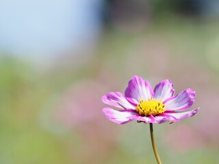 Fototapeta premium 美しいコスモスの花