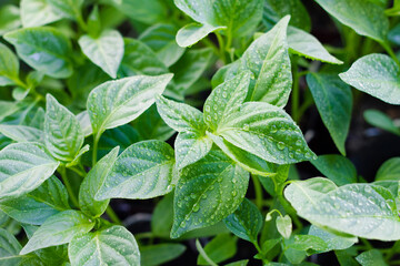 young sprouts of pepper with water droplets, on the windowsill, close-up, food background