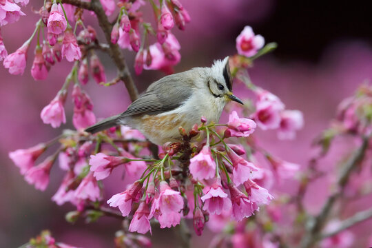 Bird in pink cherry blossom tree