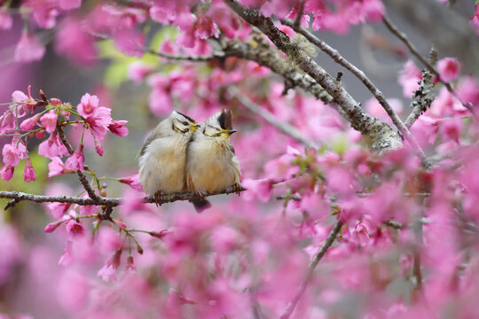 Two Birds In Pink Cherry Blossom Tree