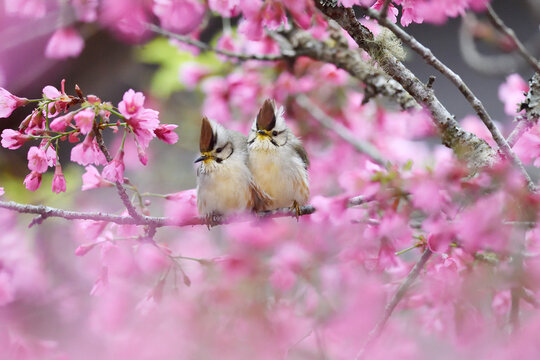 Two birds in pink cherry blossom tree