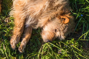 red mixed breed dog is sleeping on green grass