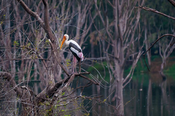 Lakeside painted stork
