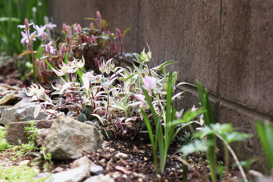 マンネングサ Photos Royalty Free Images Graphics Vectors Videos Adobe Stock