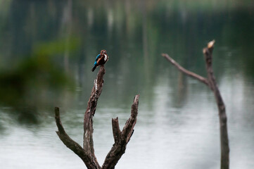 Lakeside kingfisher