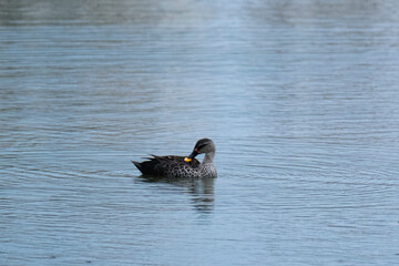 Duck in a lake