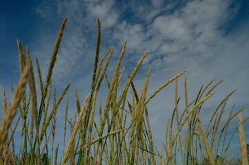 grass with spikelets on the background of blue sky with clouds