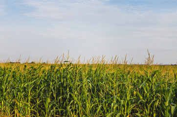 Green corn field. The growth of the crop. Greenness