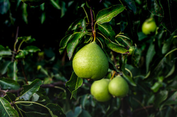 Green pear grows on a tree. Bacterial blight of leaves of pear