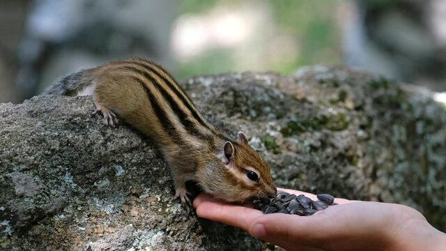 Video of chipmunk eats sunflower seeds from the hand