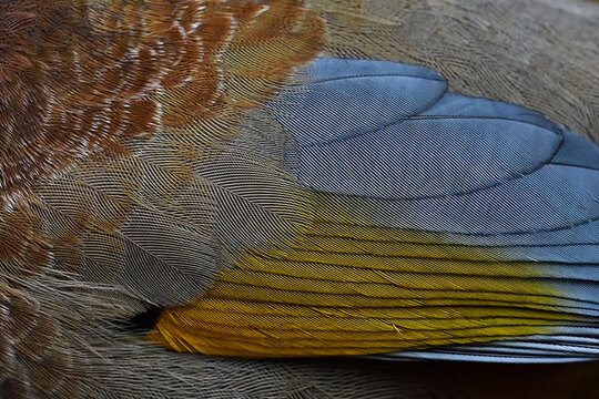 Close up of a bird wing
