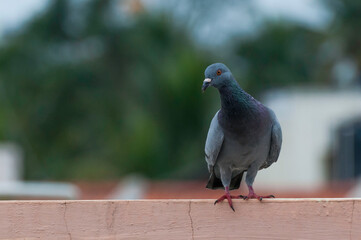 Pigeon 