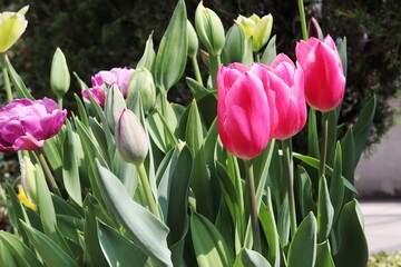 春　並んだピンクのチューリップ三本