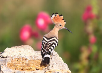 One The Eurasian hoopoe (Upupa epops) is photographed close-up against a beautiful background of bright red mallow flowers