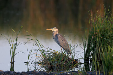 An adult gray heron (Ardea cinerea), photographed in the early morning in soft sunlight, stands in a lake surrounded by green vegetation