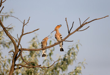 A young and adult Eurasian hoopoe (Upupa epops) are photographed together on a tree branch against a blue sky. The chick begs for food from the parent.