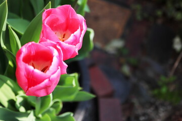 春　庭のピンクのチューリップ二輪