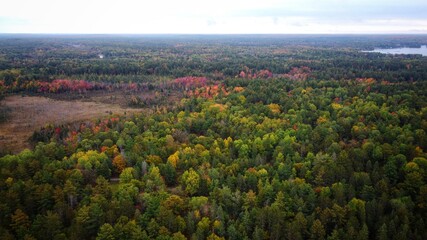 Fototapeta premium A colourful forest in October in Canada
