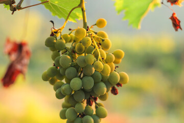grapes on the vine