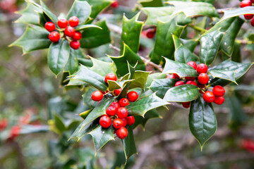 Ilex aquifolia Interior decoration for Christmas. Green Bush with red berries