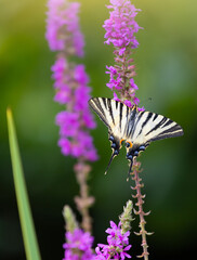 Scarce swallowtail on Salicaria flower