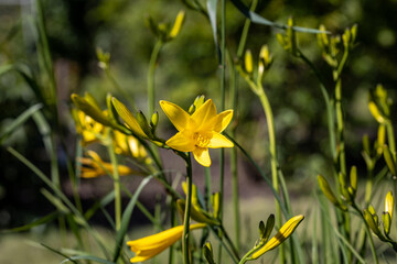 Yellow lily flower. Sunny day, flower on a natural background.