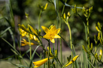 Obraz premium Yellow lily flower. Sunny day, flower on a natural background.