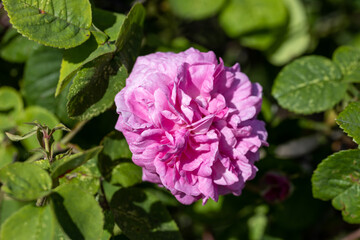 Pink rose flower. Detailed macro view. Flower on a natural background, soft light.