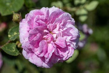 Pink rose flower. Detailed macro view. Flower on a natural background, soft light.