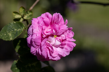 Pink rose flower. Detailed macro view. Flower on a natural background, soft light.