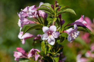Winter daphne flowers. Detailed macro view. Flower on a natural background, sunlight.