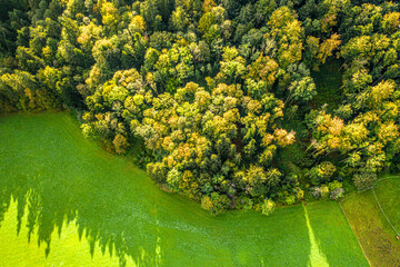 Aerial view of autumn forest. Drone Birdeye view of colourful trees