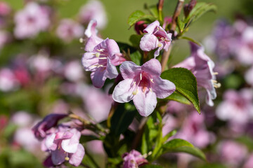 Winter daphne flowers. Detailed macro view. Flower on a natural background, sunlight.
