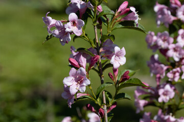 Winter daphne flowers. Detailed macro view. Flower on a natural background, sunlight.