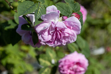 Pink rose flower. Detailed macro view. Flower on a natural background, soft light.
