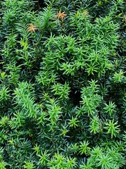 Conifer, coniferae branche in close-up.