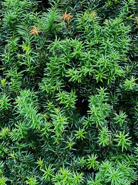 Conifer, coniferae branche in close-up.