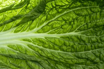 Fototapete Makrofotografie fresh chinese cabbage or napa cabbage texture, macro shot. vegeterian food concept