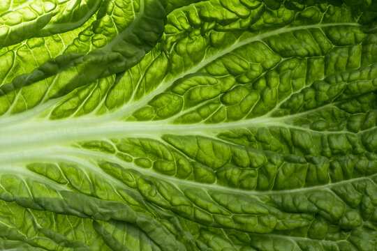 fresh chinese cabbage or napa cabbage texture, macro shot. vegeterian food concept