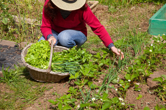 Au potager - femme r&eacute;coltant des oignons blanc entre des rangs de fraisiers