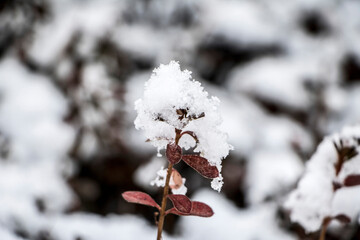 Winter landscape.Winter scene .Frozen weed flowers covered with snow