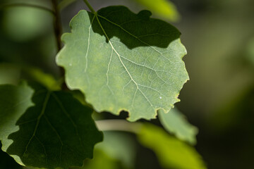 Leaf. Detailed macro view. Leaf on a natural background.